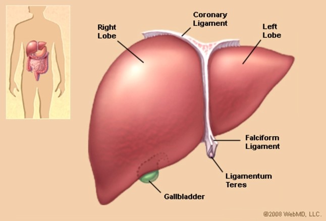 Description of Liver