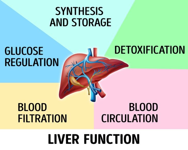 Liver Function