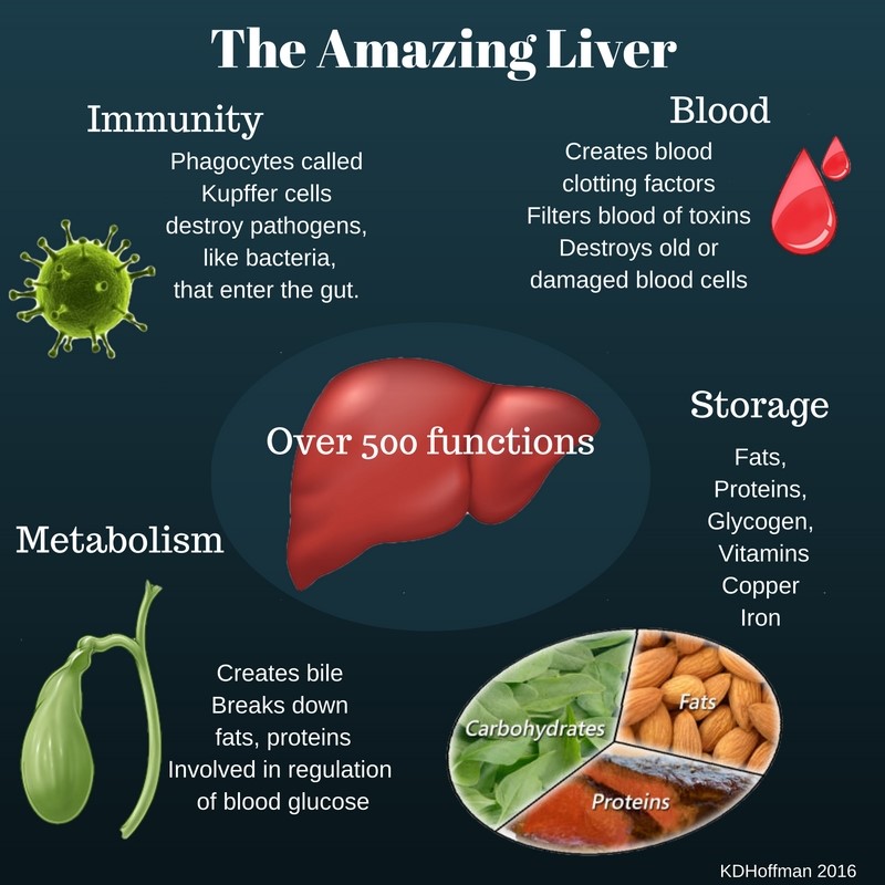 The amazing liver
